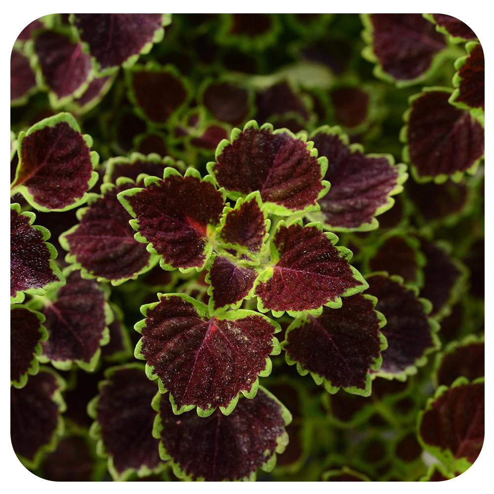 Coleus
