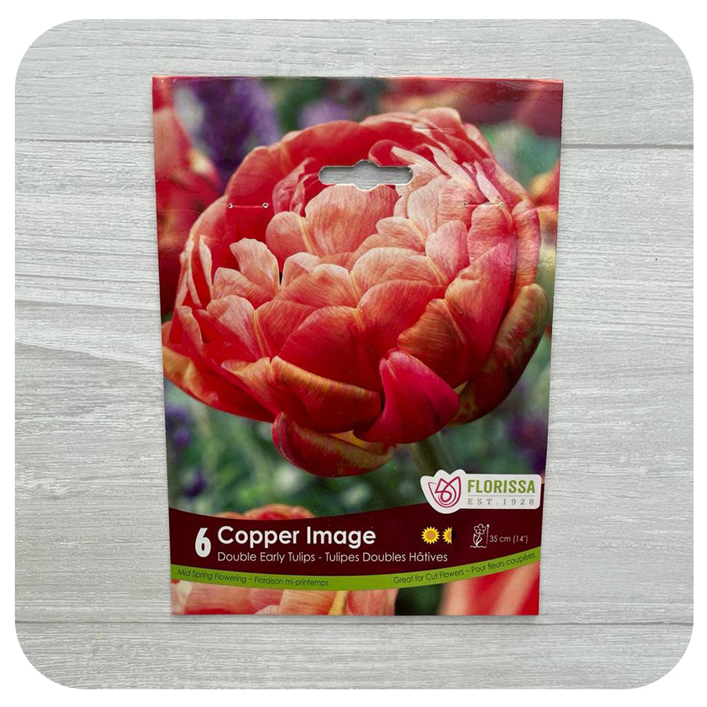 Tulip 'Copper Image'