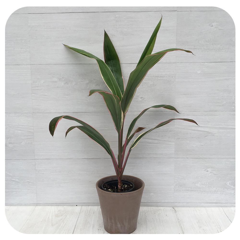 Cordyline Terminalis