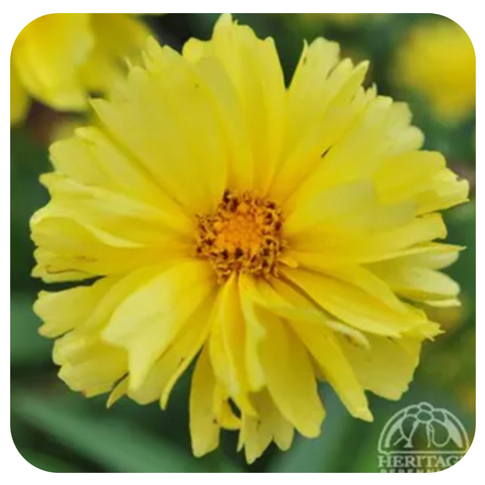 Coreopsis Leading Lady 'Charlize'