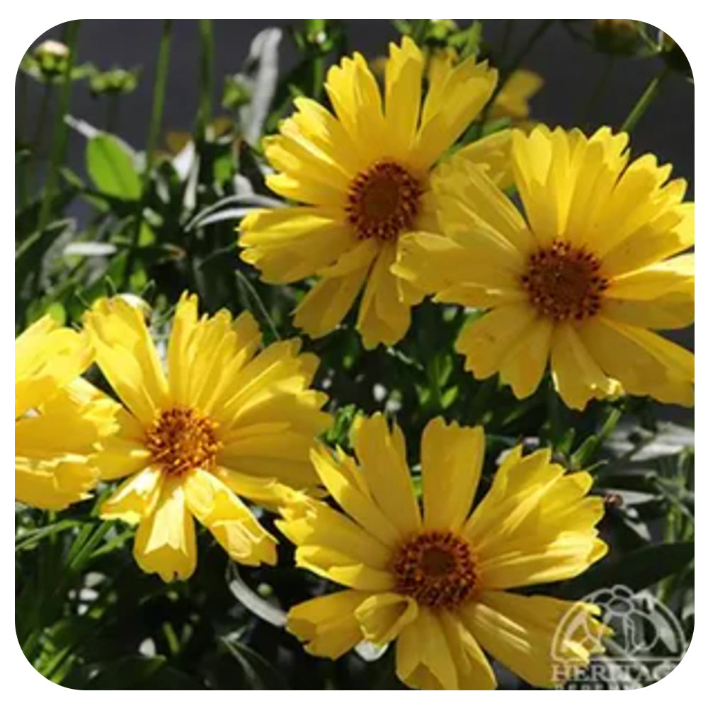 Coreopsis Leading Lady 'Sophia'