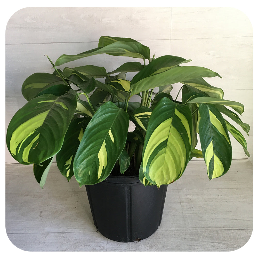 Calathea Ctenanthe Lubbersiana