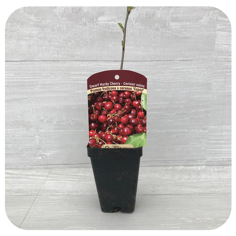 Dwarf Hardy Cherry Tree - Davenport Garden Centre