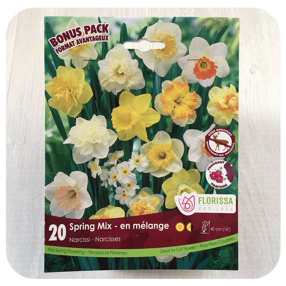 Daffodil Spring Mix 20 Bulb Pack (Narcissus) - Davenport Garden Centre