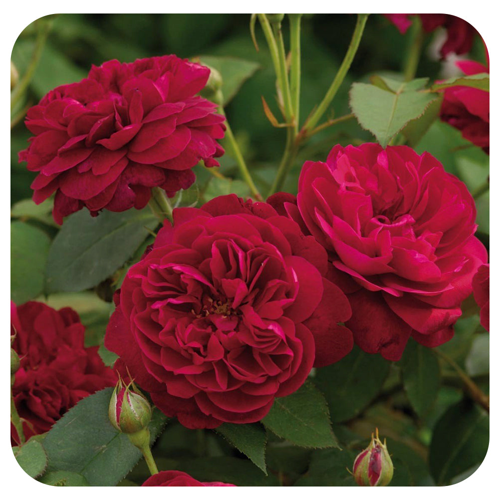 Darcey Bussell by David Austin