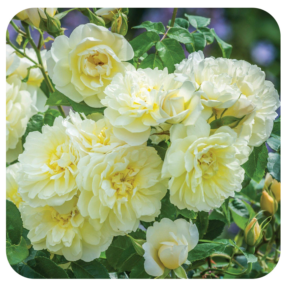 Austritch Rosa Imogen Rožė Rosa IMOGEN ® Konteineris P20X20x23