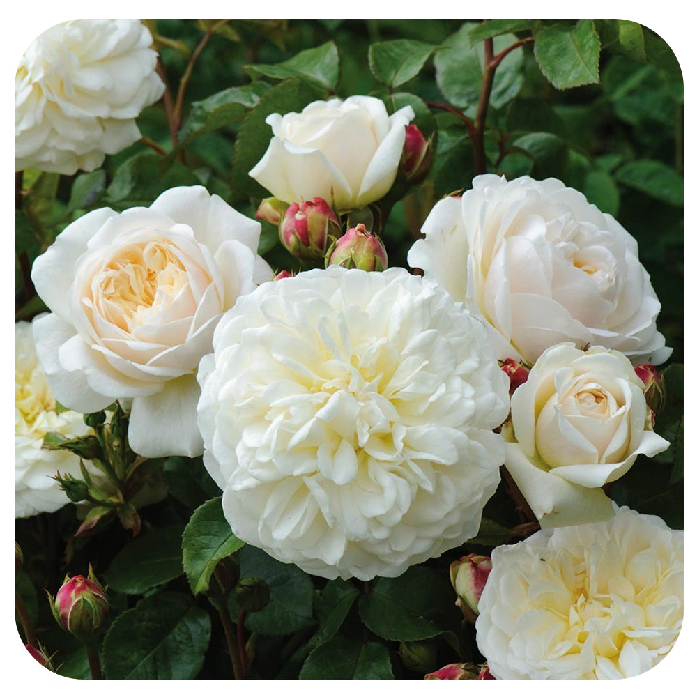 Tranquility Rose by David Austin (Climbing Rose)