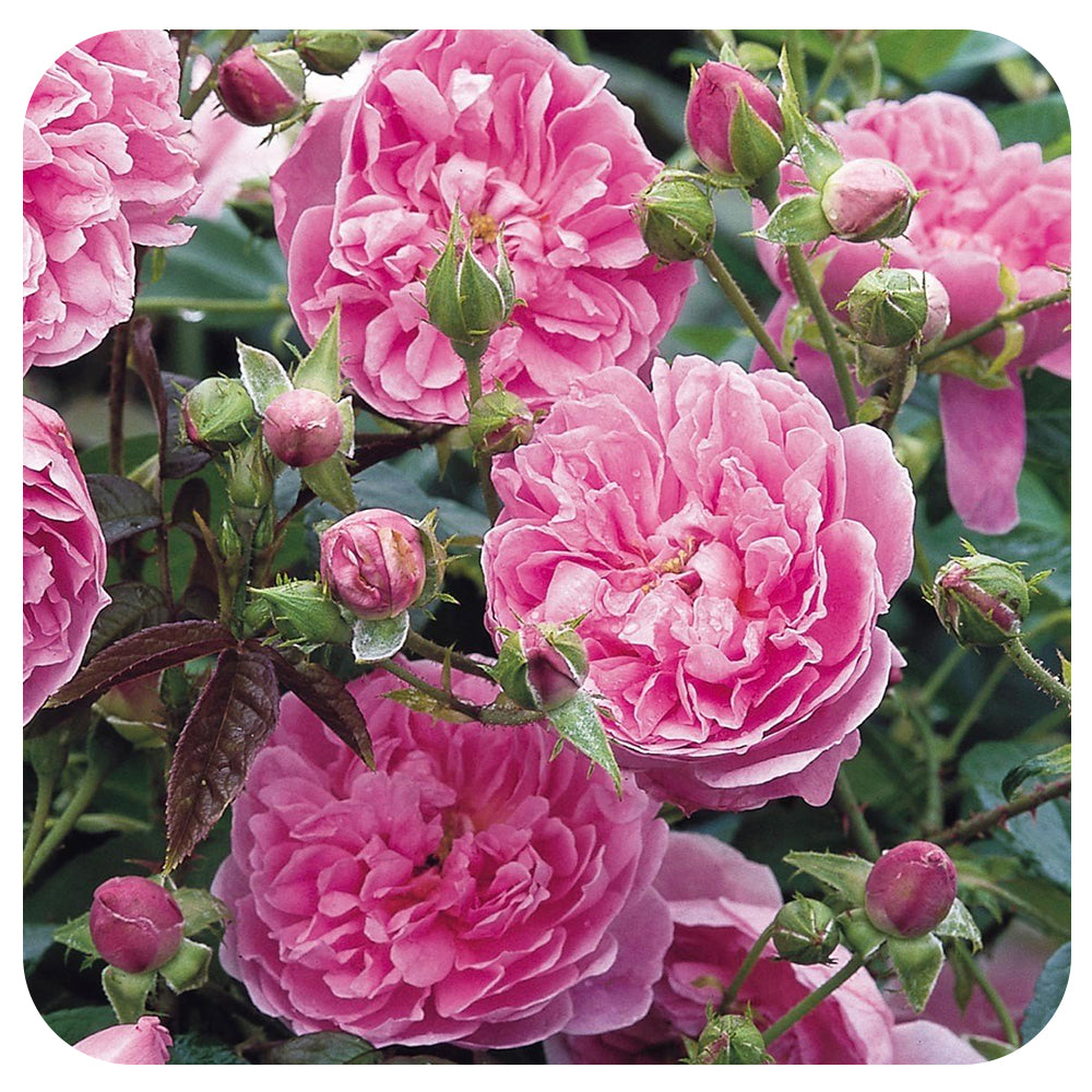 Harlow Carr by David Austin