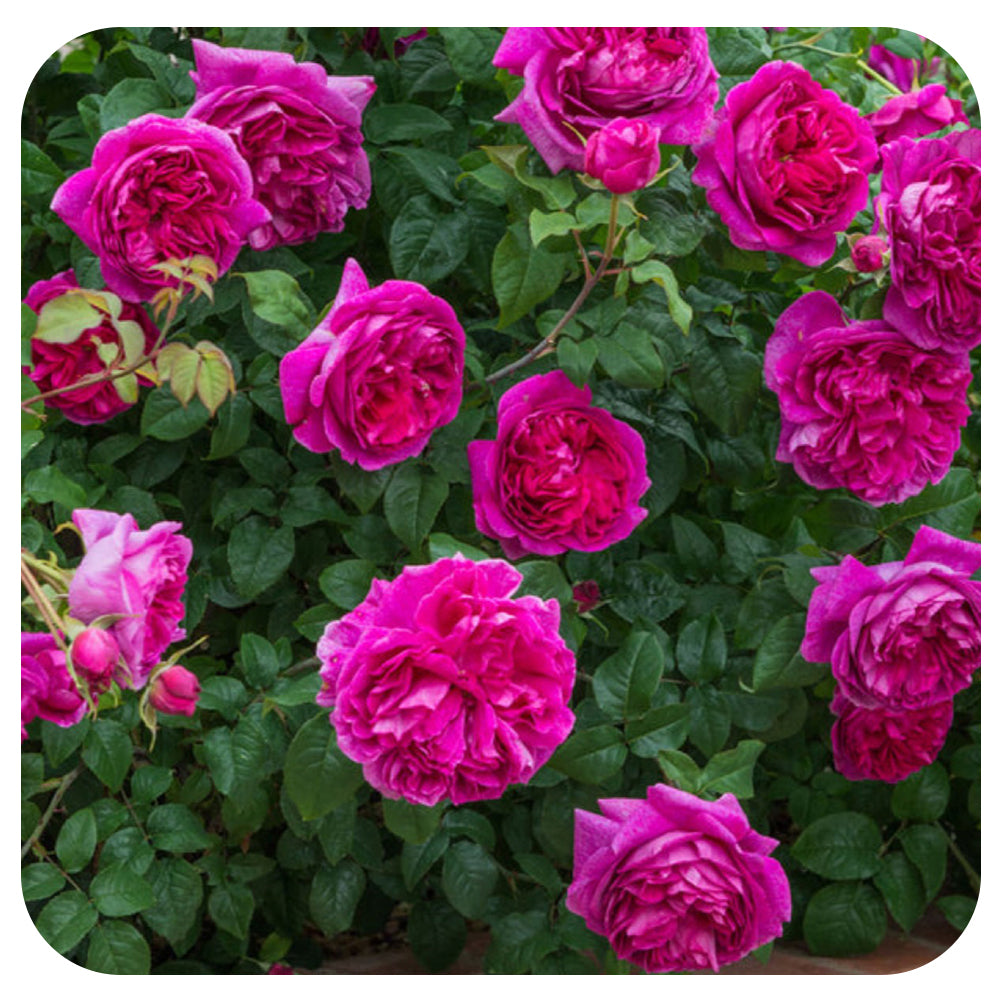 Young  Lycidas by David Austin