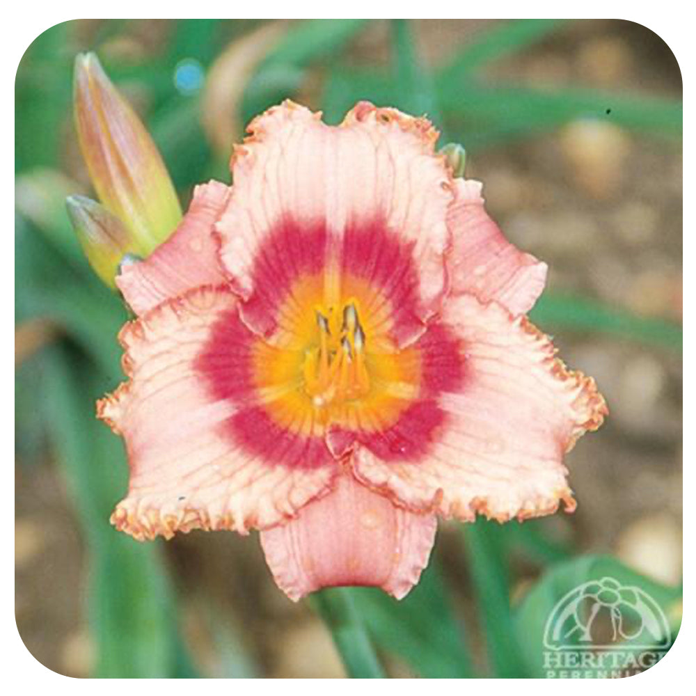 Daylily 'Strawberry Candy' (Hemerocallis)