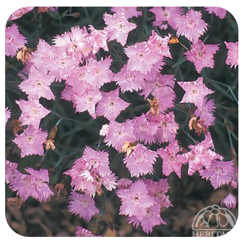 Dianthus ‘Bath’s Pink’