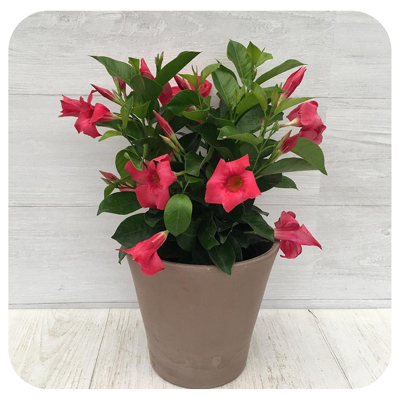 Dipladenia - Davenport Garden Centre