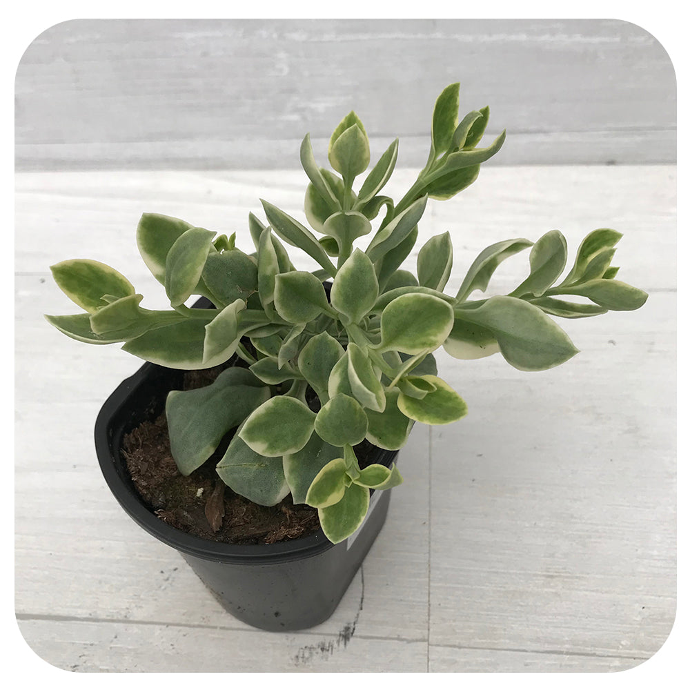 Dorotheanthus (variegated)