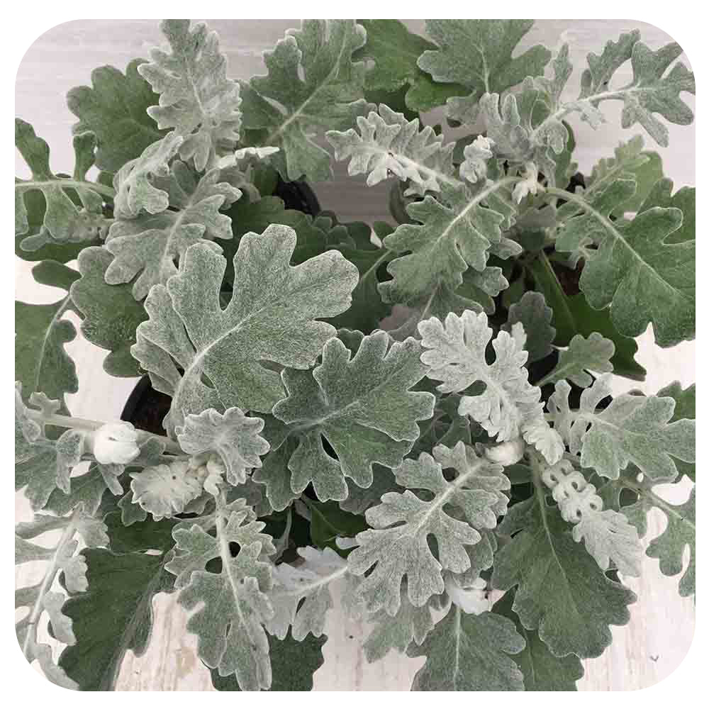 Dusty Miller