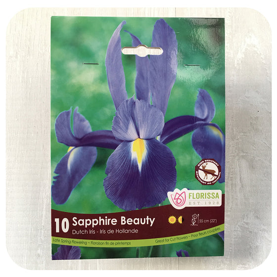 Iris hollandica 'Sapphire Beauty'