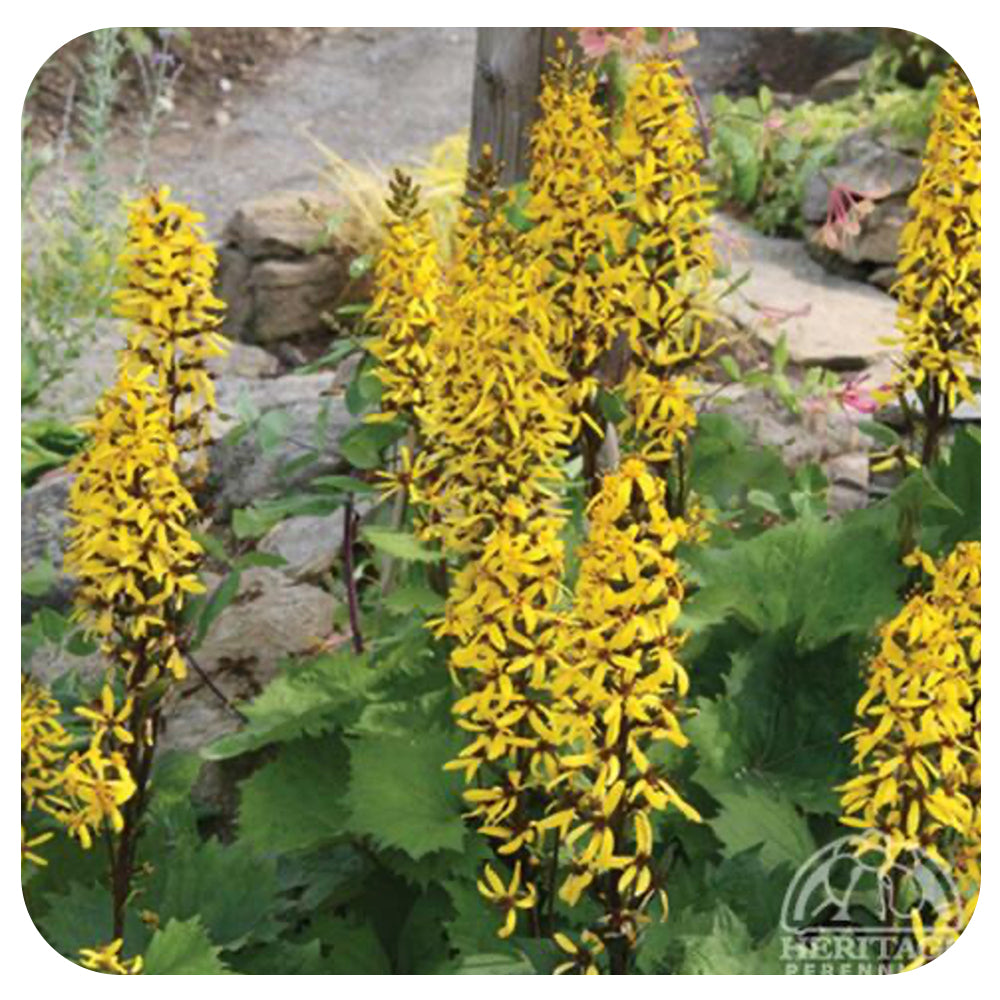 Ligularia ‘Little Rocket’ (Dwarf Ligularia)