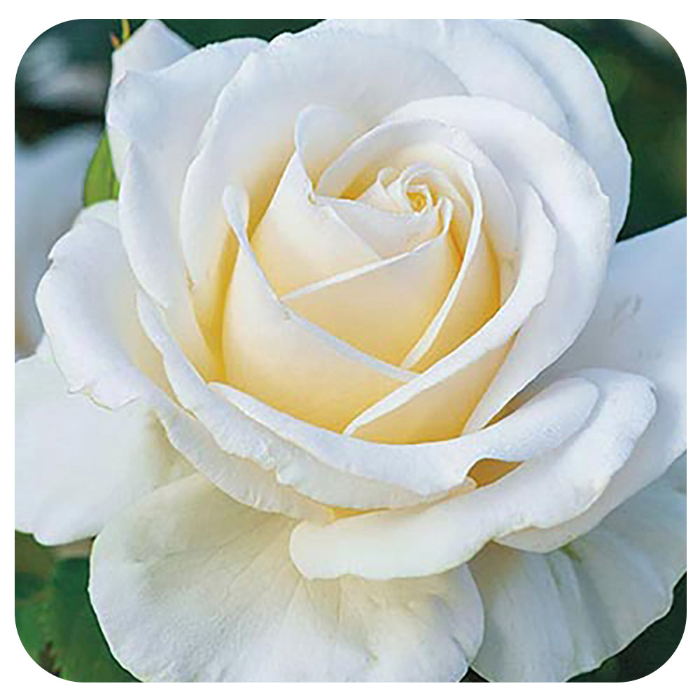 Easy Spirit™  by Weeks Roses