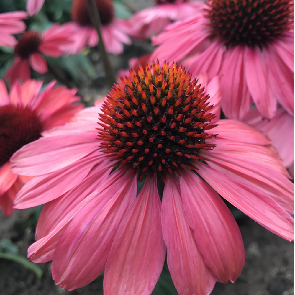 Echinacea purpurea - NATIVE PERENNIAL