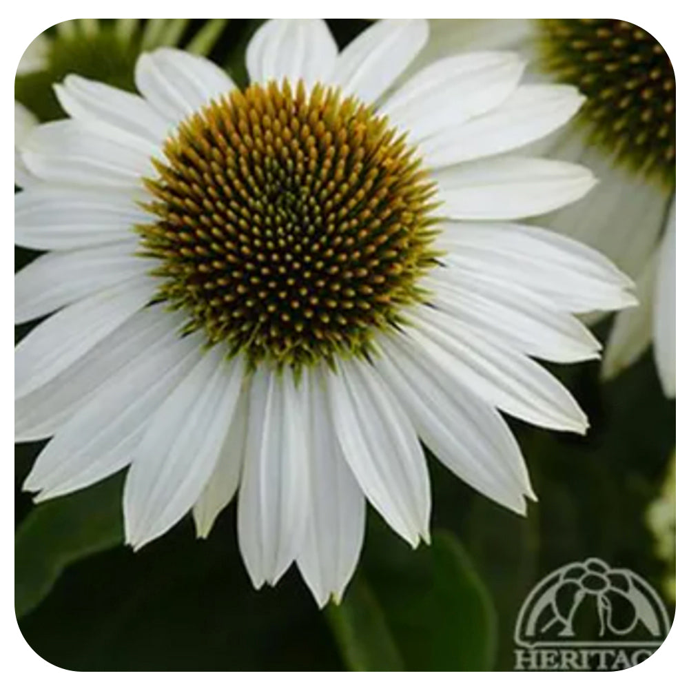 Hybrid Coneflower (Echinacea x hybrida Sombrero® Blanco)