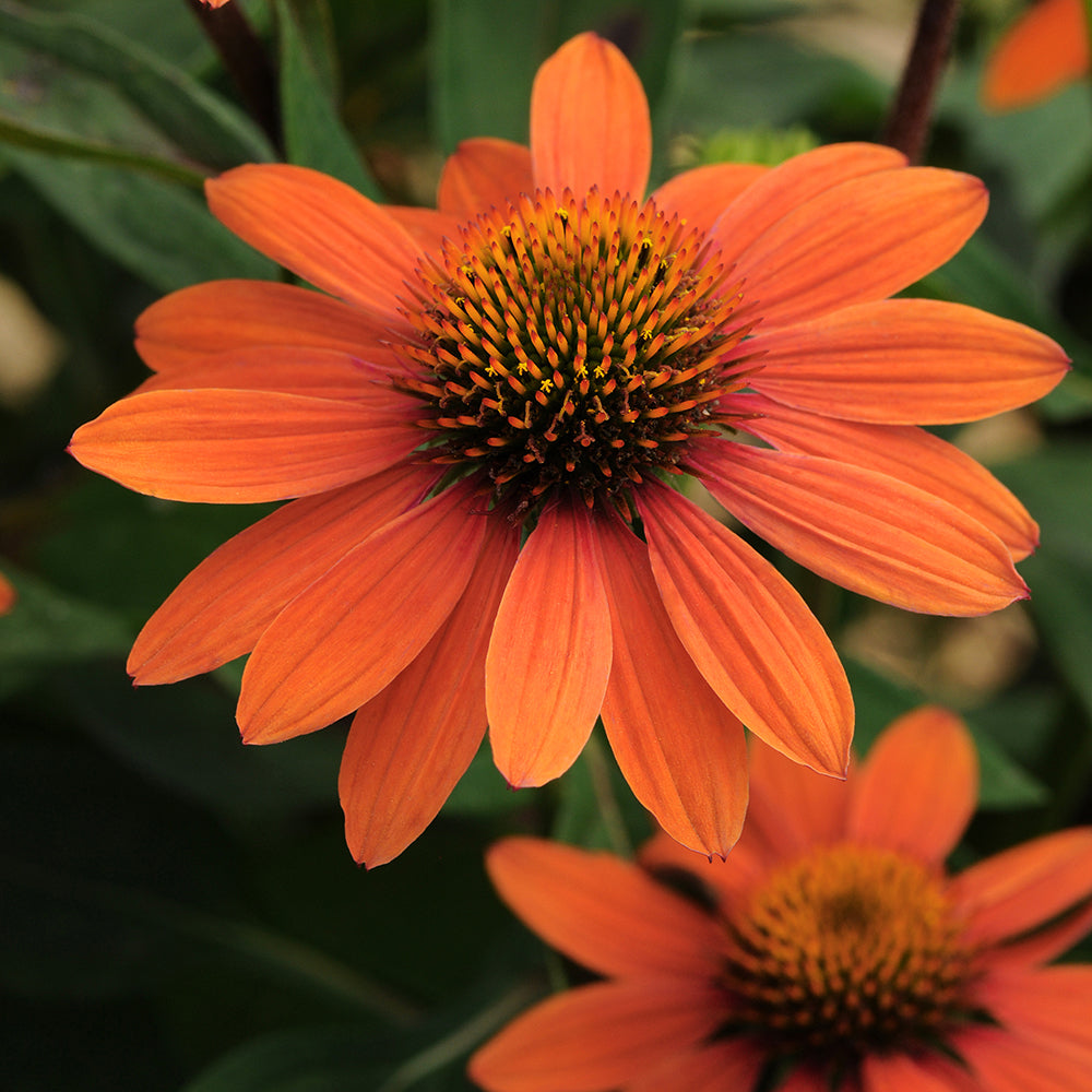 Echinacea Sombrero Adobe Orange