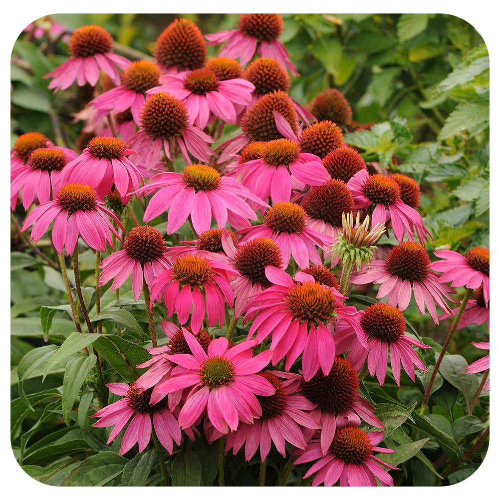 Cone Flower Magnus (Echinacea)