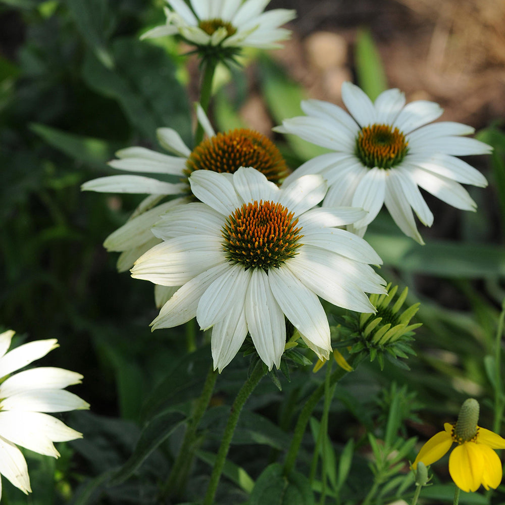 Cone Flower 'White Swan' (Echinacea)