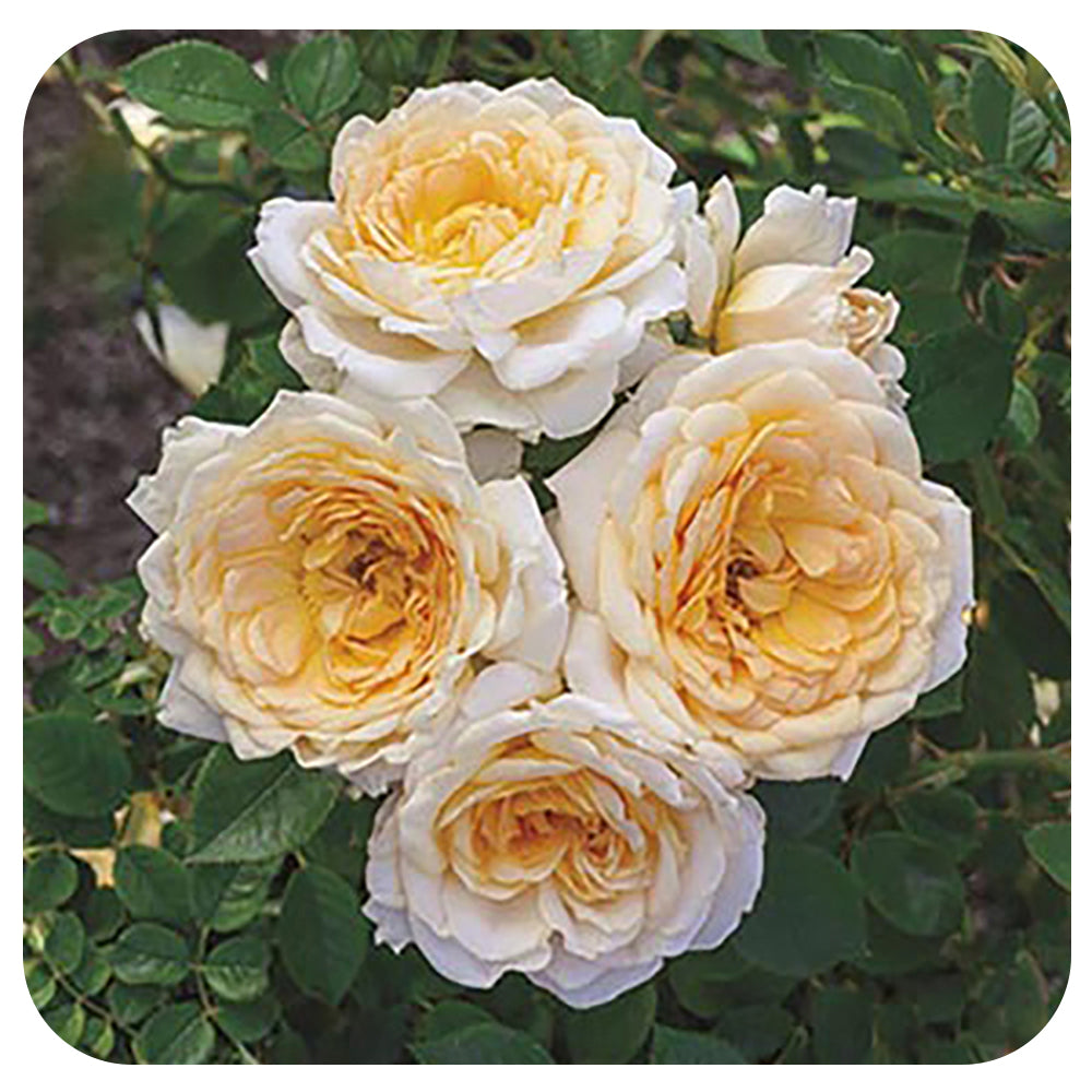 Edith's Darling™  by Weeks Roses