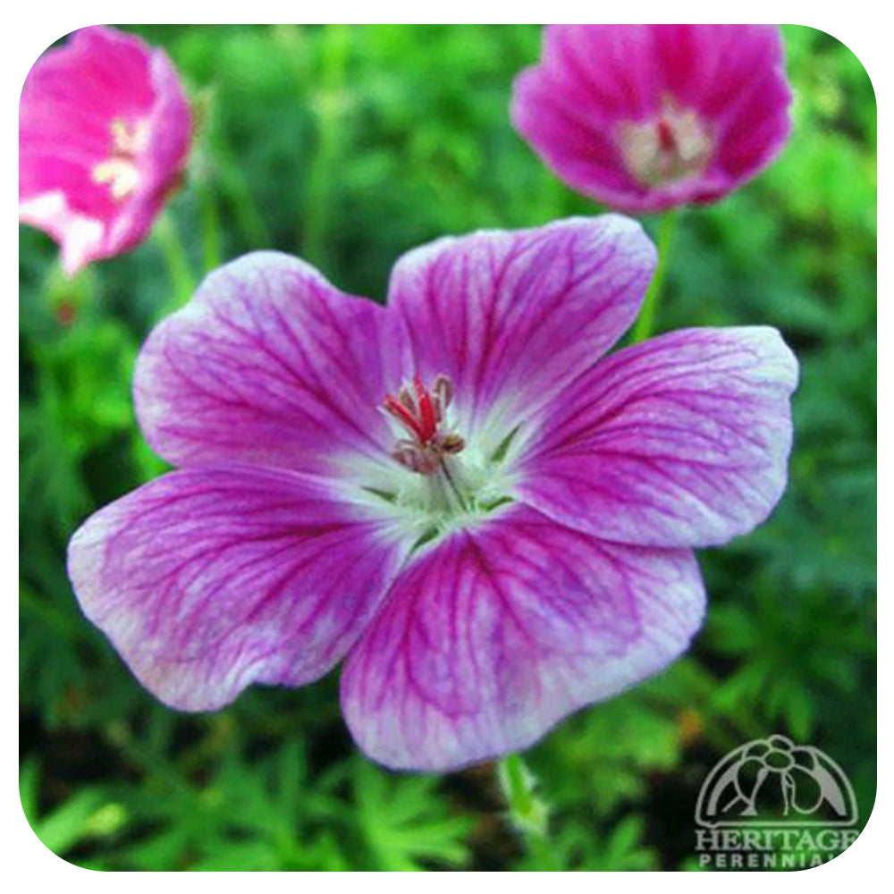 Geranium sanguineum 'Elke' (Cranesbill)
