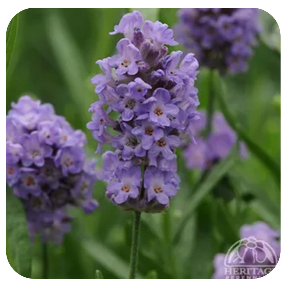 Lavender Ellagance Sky