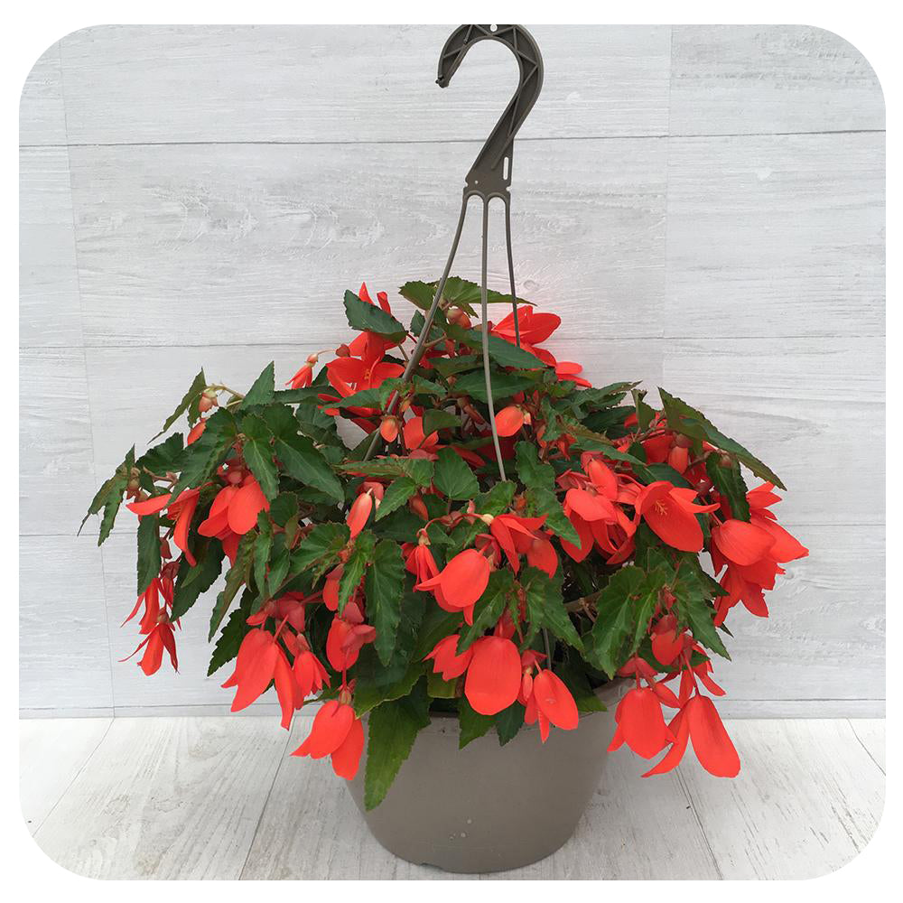trailing begonia plants for hanging baskets Encanto Trailing Begonia Hanging Basket