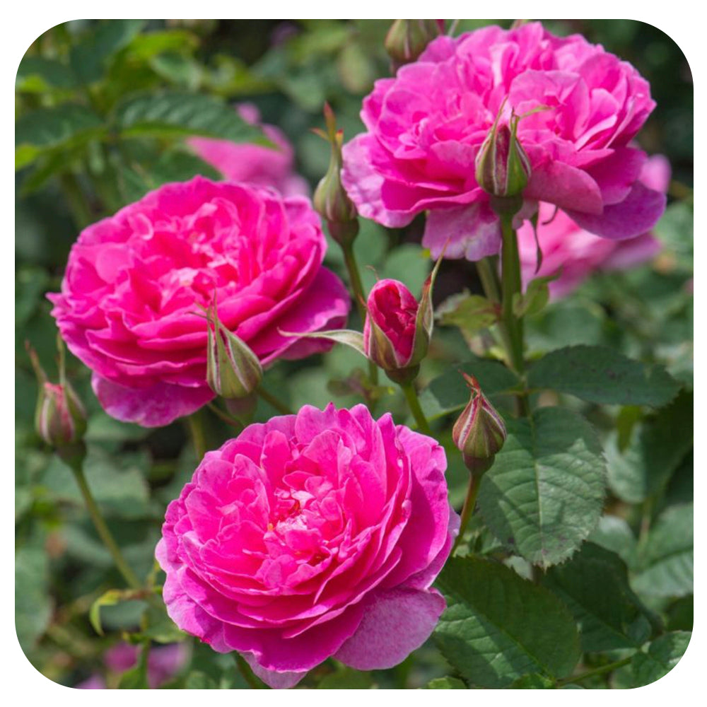 England’s Rose by David Austin