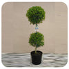 Eugenia Topiary (2 ball)