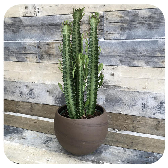 Euphorbia trigona (African Milk Tree)