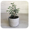 Ficus Benjamina Small Leaf - Green