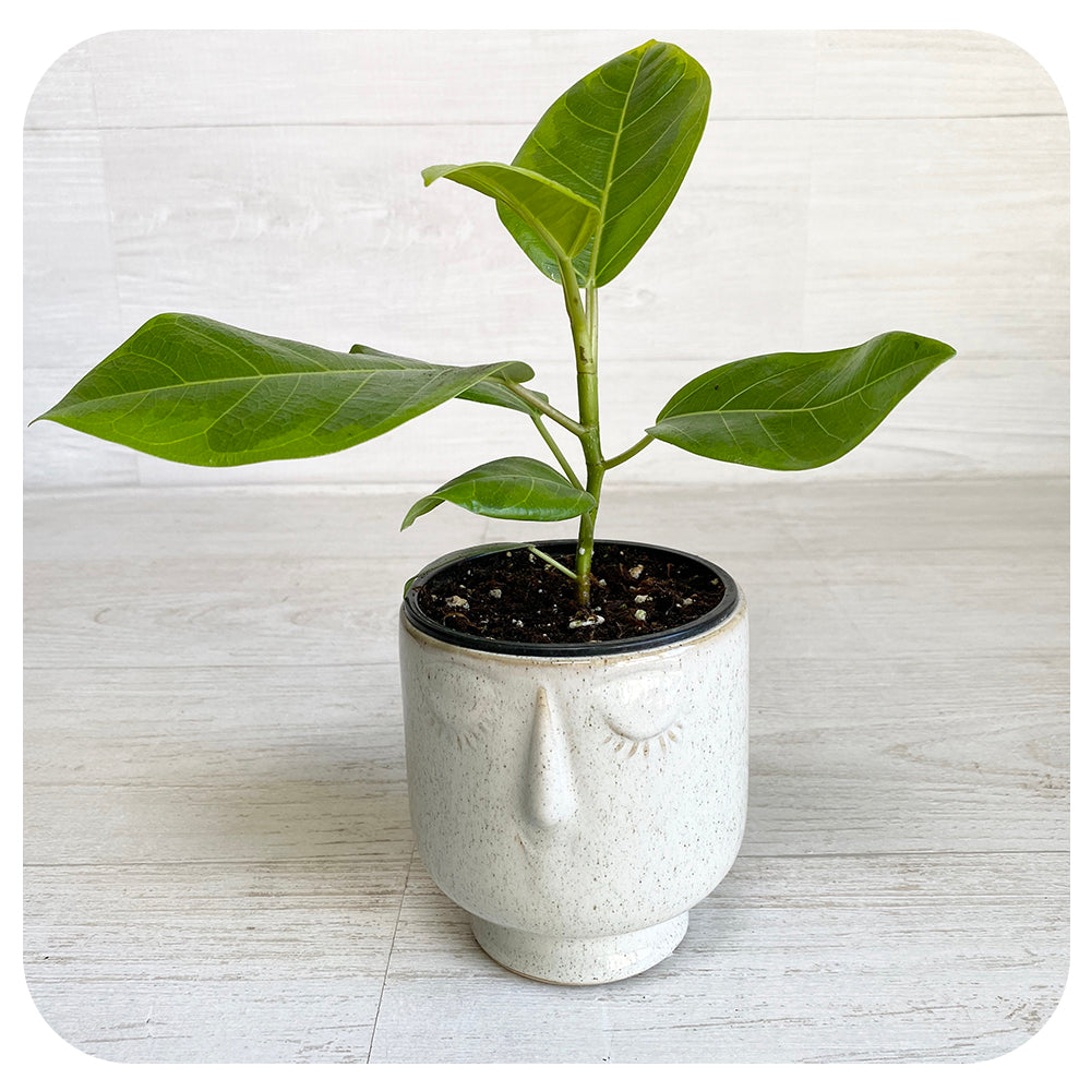 Ficus Altissima Yellow Gem