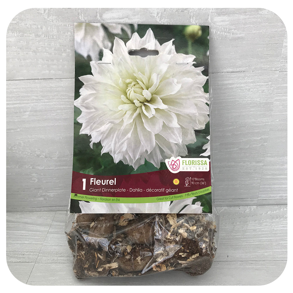 Dahlia Dinnerplate - Fleurel