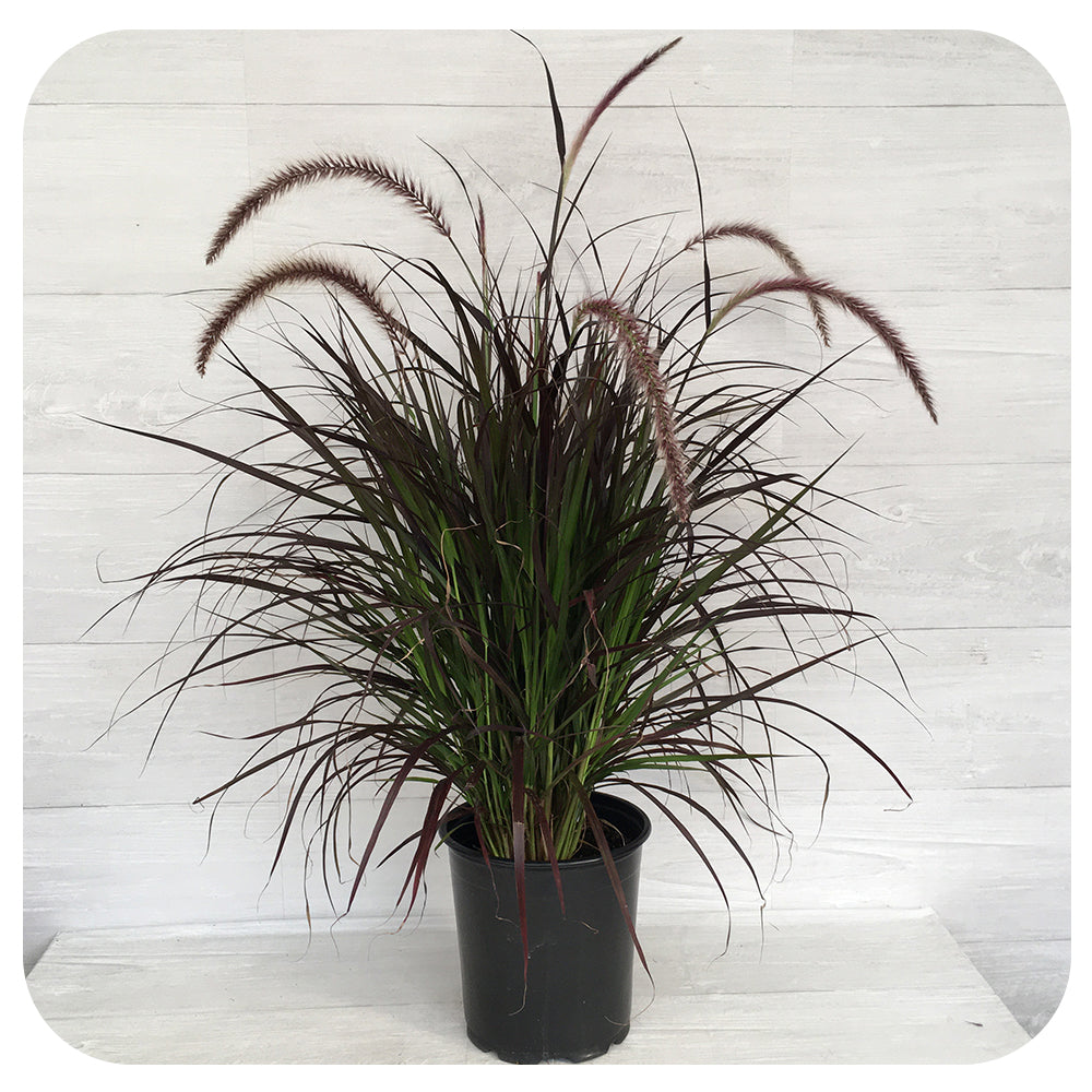 Purple Fountain Grass (Pennisetum 'Rubrum')