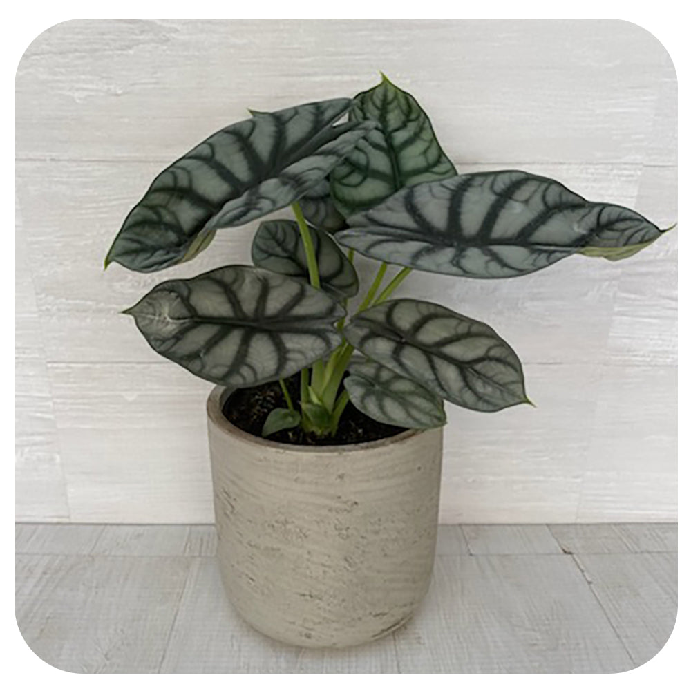 Silver Dragon African Mask (Alocasia 'Silver Dragon')
