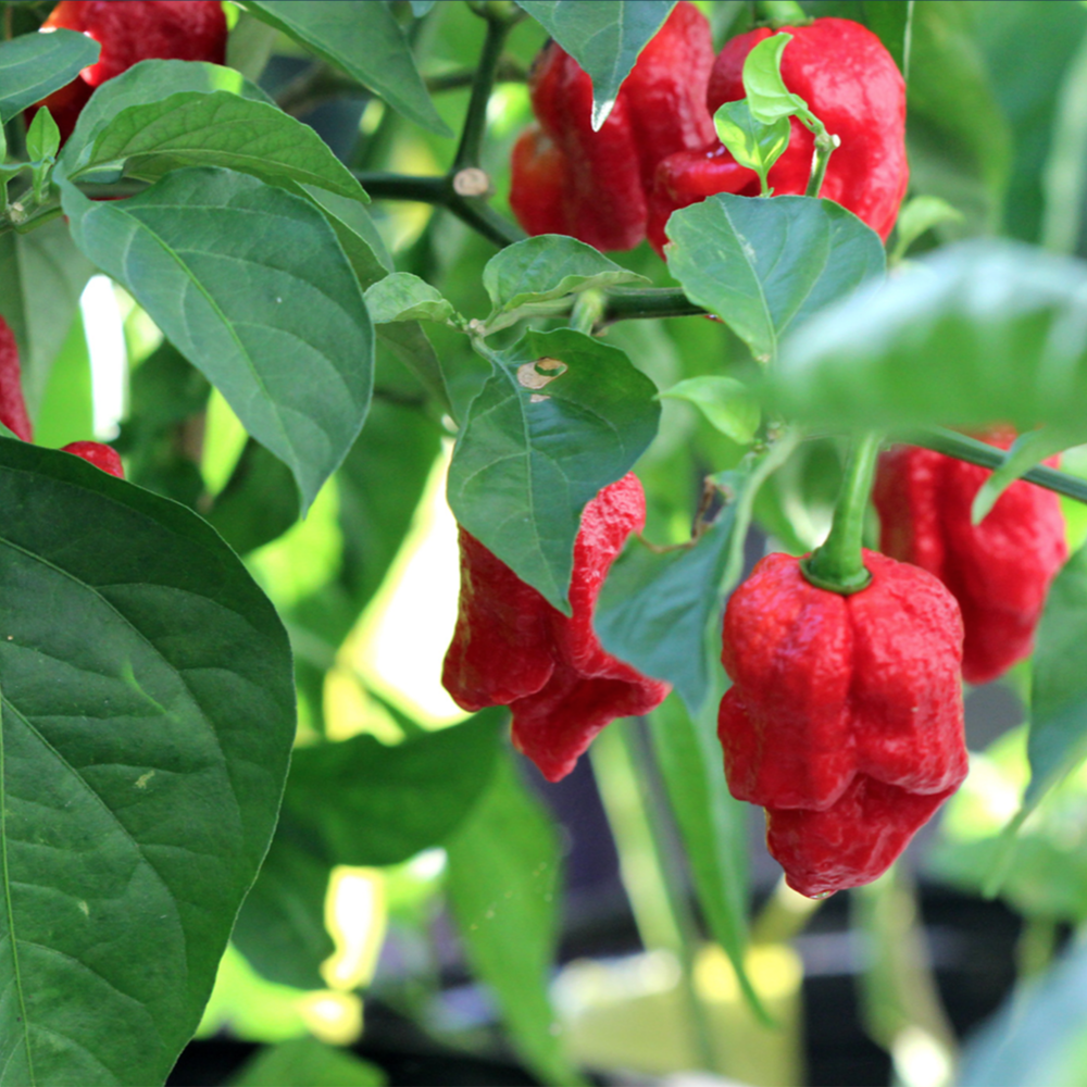 Bhut Jolokia (Ghost) Pepper
