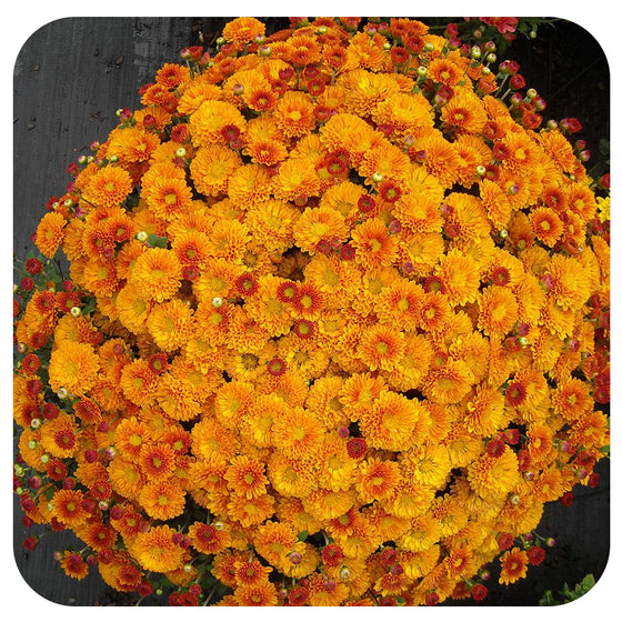 Chrysanthemum (Mums)