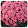 Chrysanthemum (Mums)