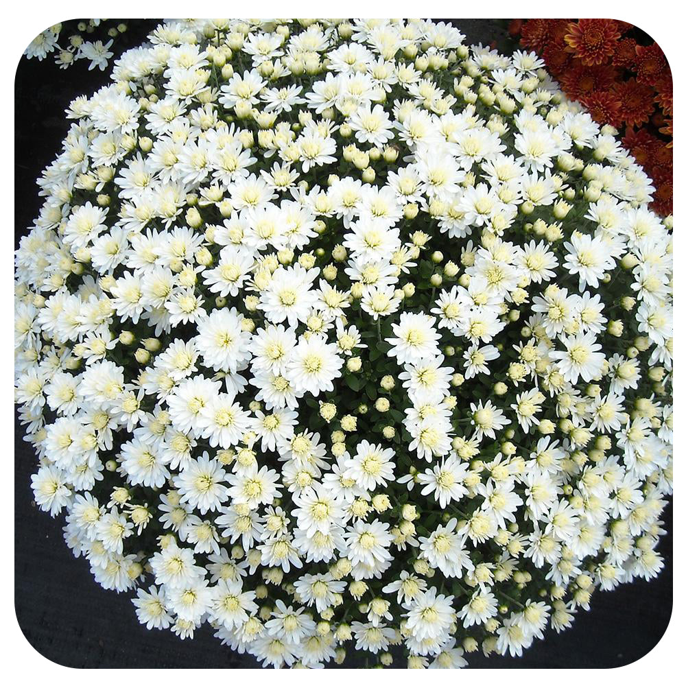 Chrysanthemum (Mums)