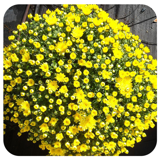 Chrysanthemum (Mums)
