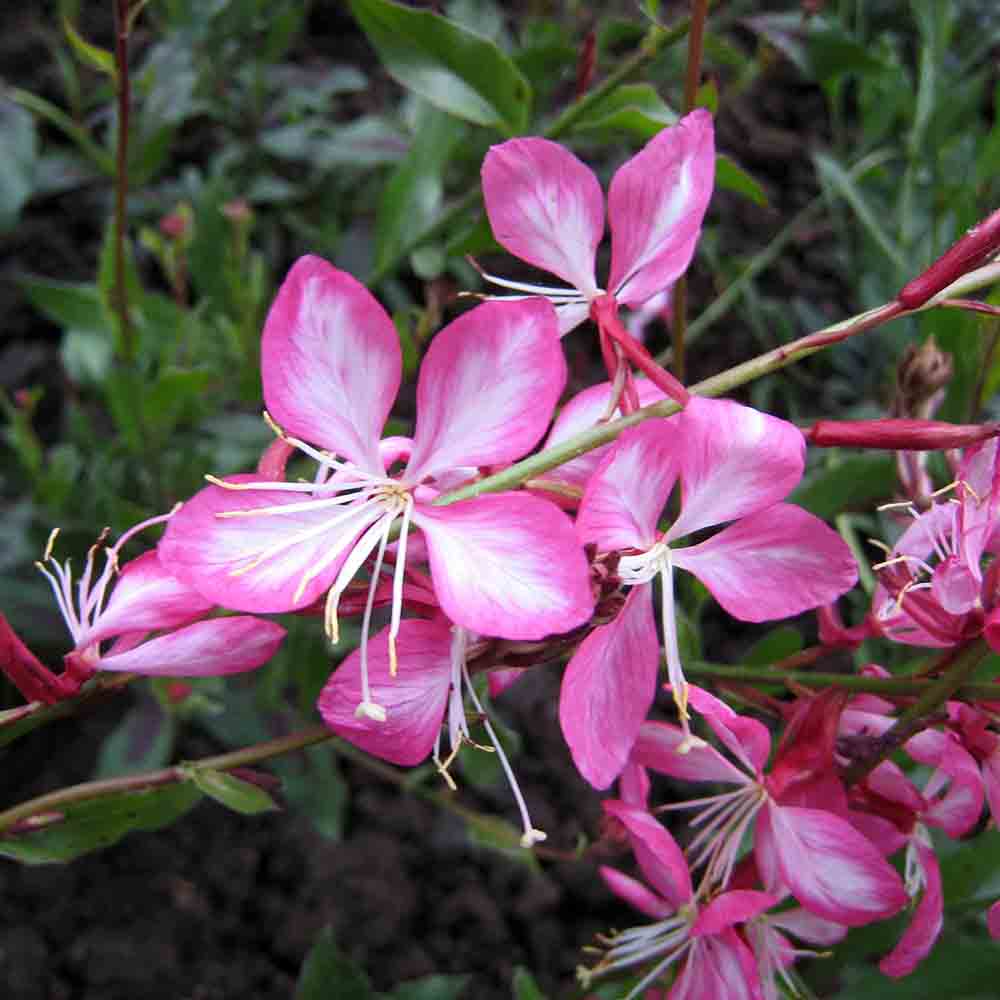Butterfly Gaura 'Rosy Jane' (lindheimeri)
