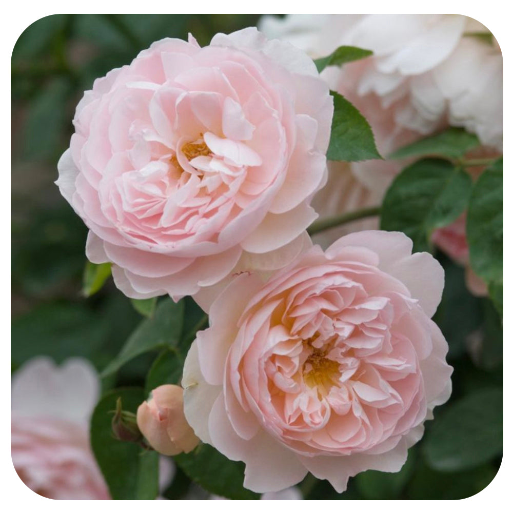 Gentle Hermione Rose by David Austin