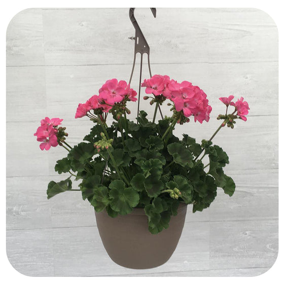Geranium Hanging Baskets - Pink