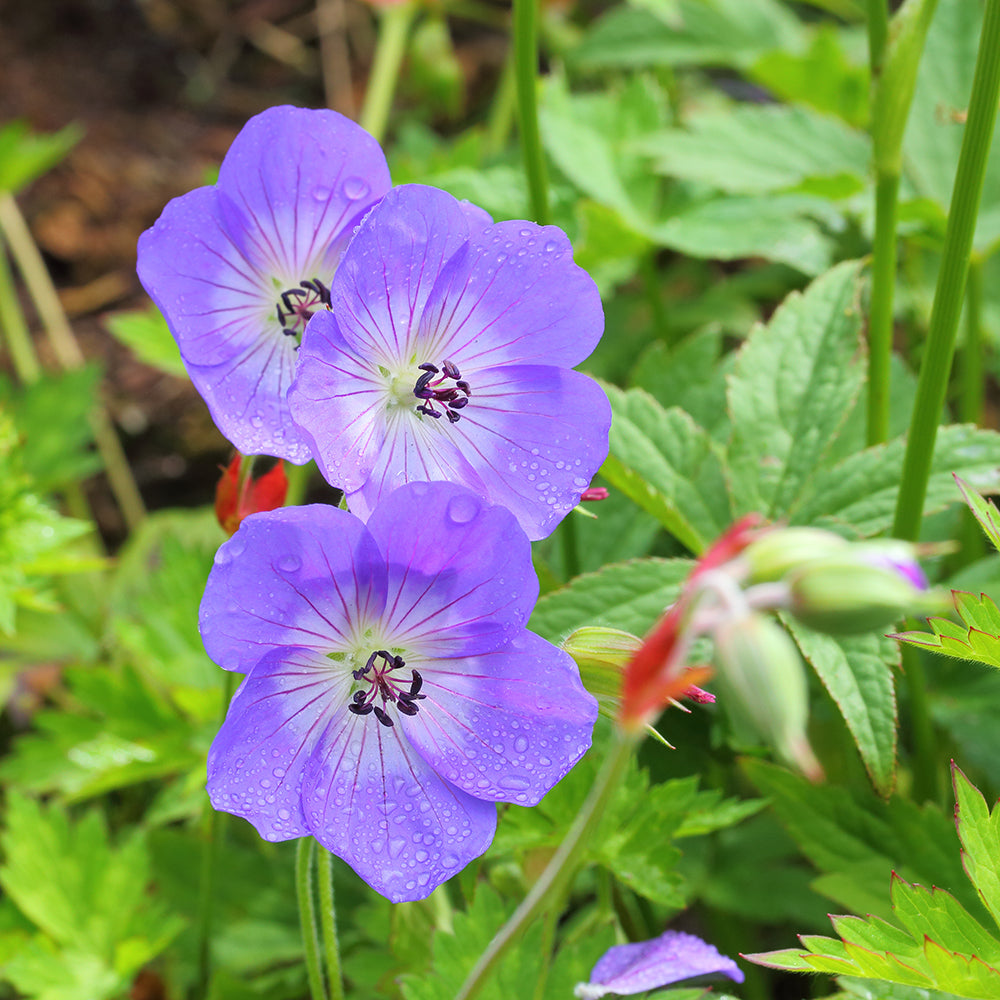 Geranium 'Rozanne' (Cranesbill Geranium)