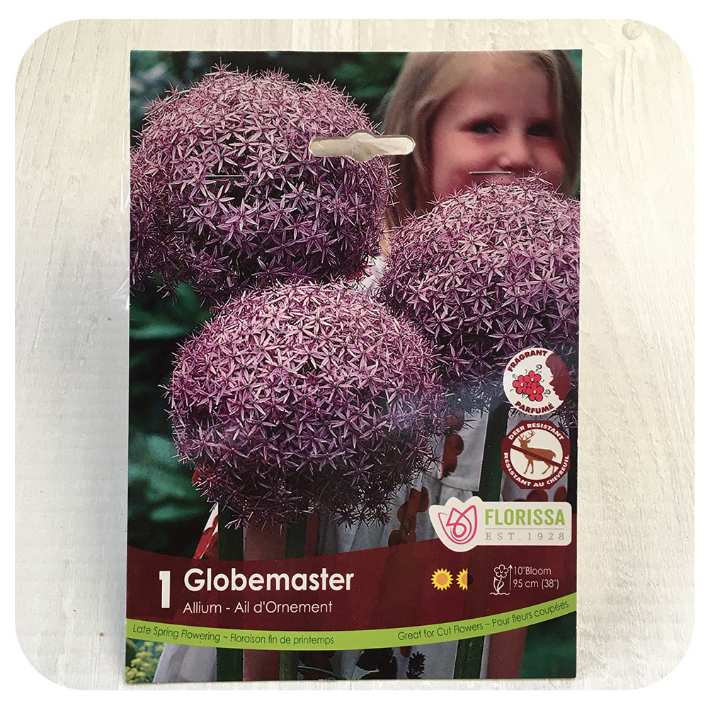 Allium 'Globemaster'