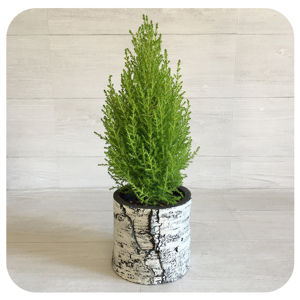 Goldcrest Cypress (Lemon Cypress)