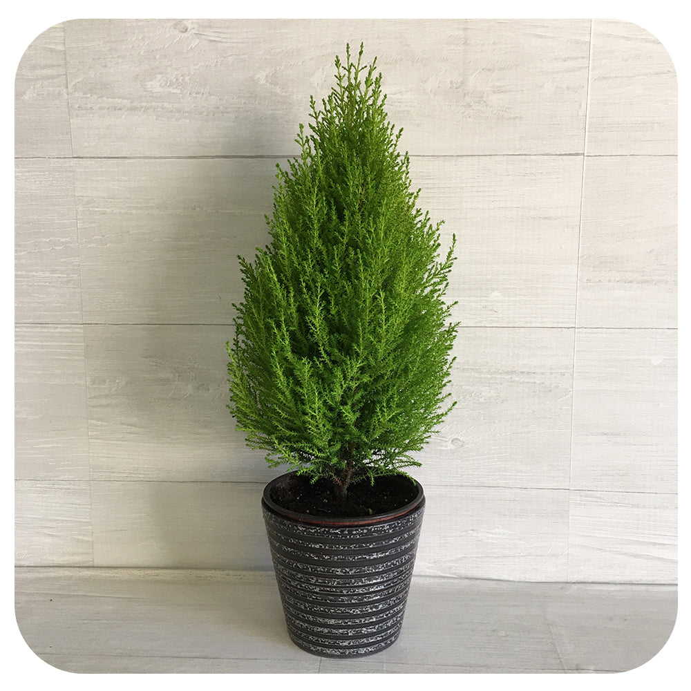 Goldcrest Cypress (Lemon Cypress)